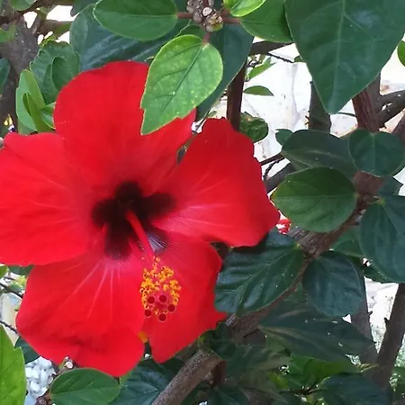 شقة فندقية Irene أخارافي